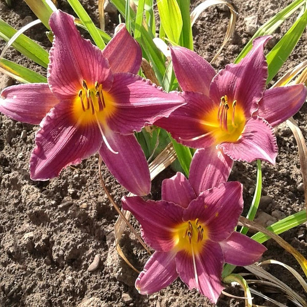 Wine Festival - Daylily