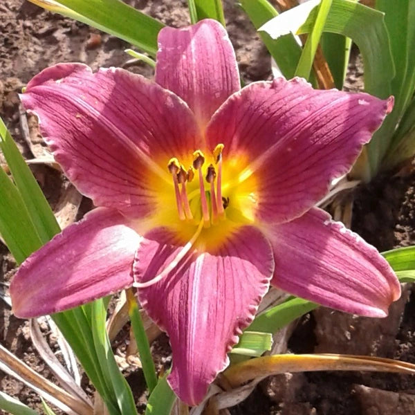 Wine Festival - Daylily