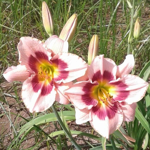 Wineberry Candy - Daylily