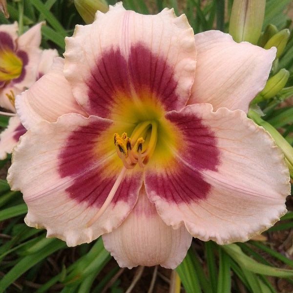 Wineberry Candy - Daylily