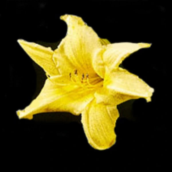 Winning Ways - Daylily