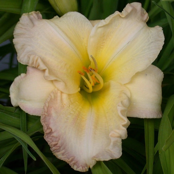 Without a Doubt Daylily - Hertiage Collection