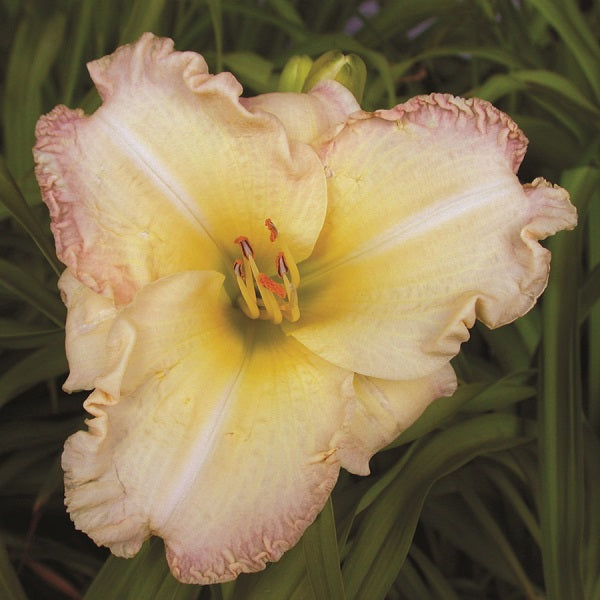 Without a Doubt Daylily