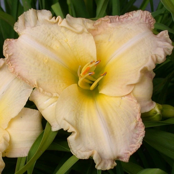 Without a Doubt Daylily - Hertiage Collection