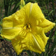 Yellow Explosion - Daylily