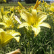 Yellowstone Daylily