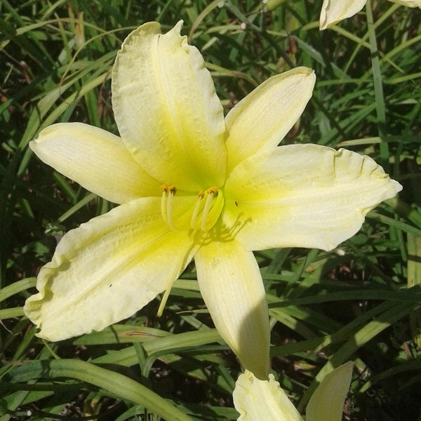 Yellowstone Daylily