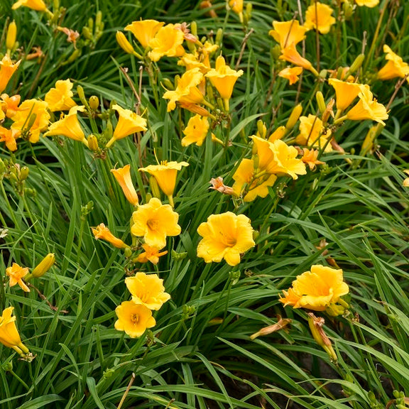 planting stella d'oro daylily seeds Stella de Oro Daylily (2 for 1) – Wild & Son