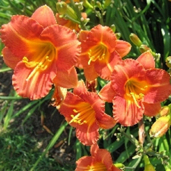 Justin George - Daylily