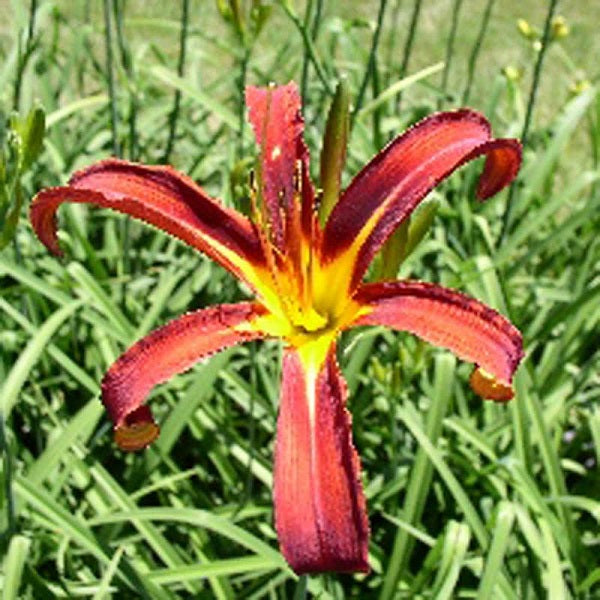 Nona's Garnet Spider - Daylily