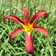 Nona's Garnet Spider - Daylily