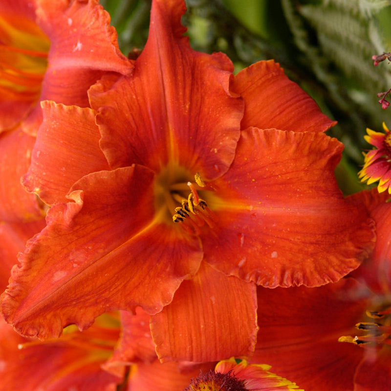 Alabama Jubilee Daylily - representative mature plant