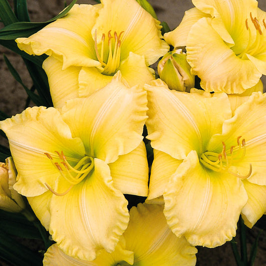 Yellow Champion Daylily
