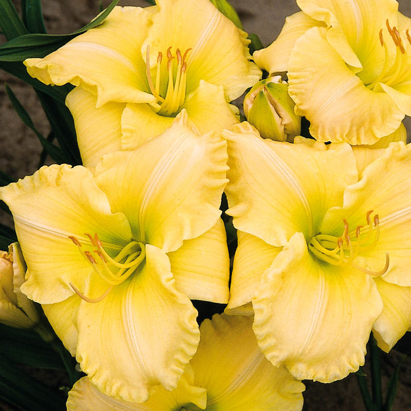 Yellow Champion Daylily