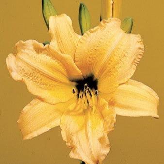 Golden Gift Daylily - Hertiage Collection