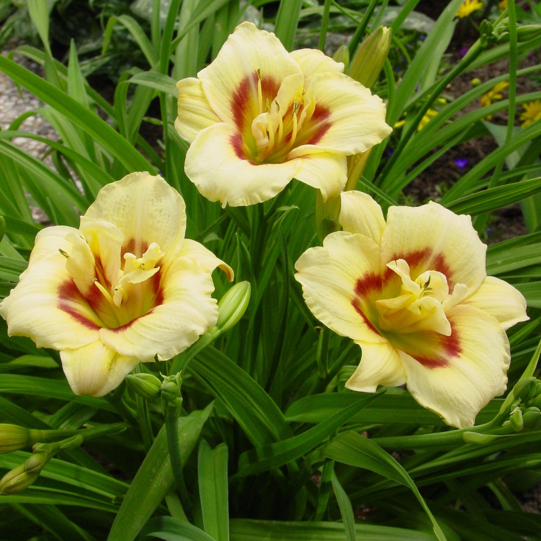 Longfields Angel Daylily