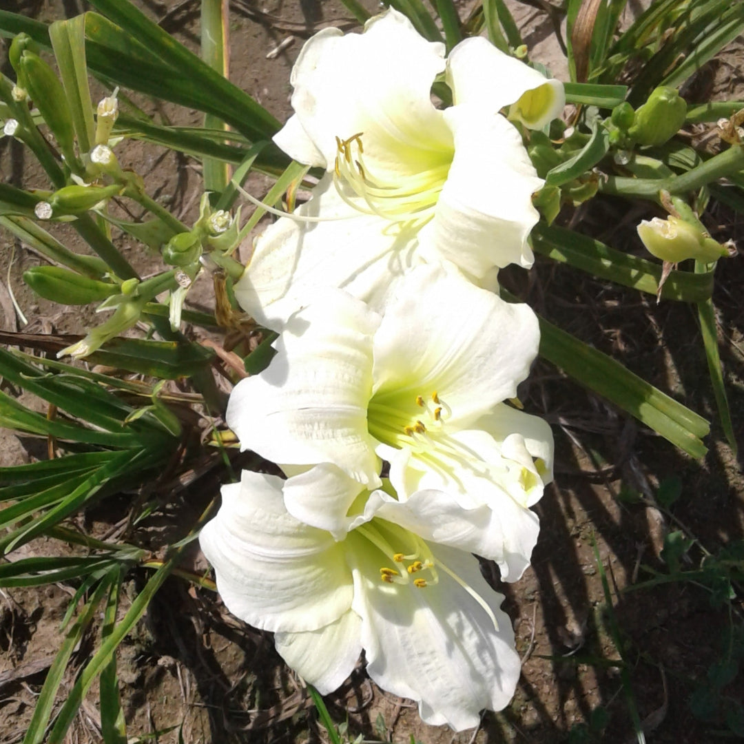 Loving Memories Daylily