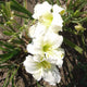 Loving Memories Daylily