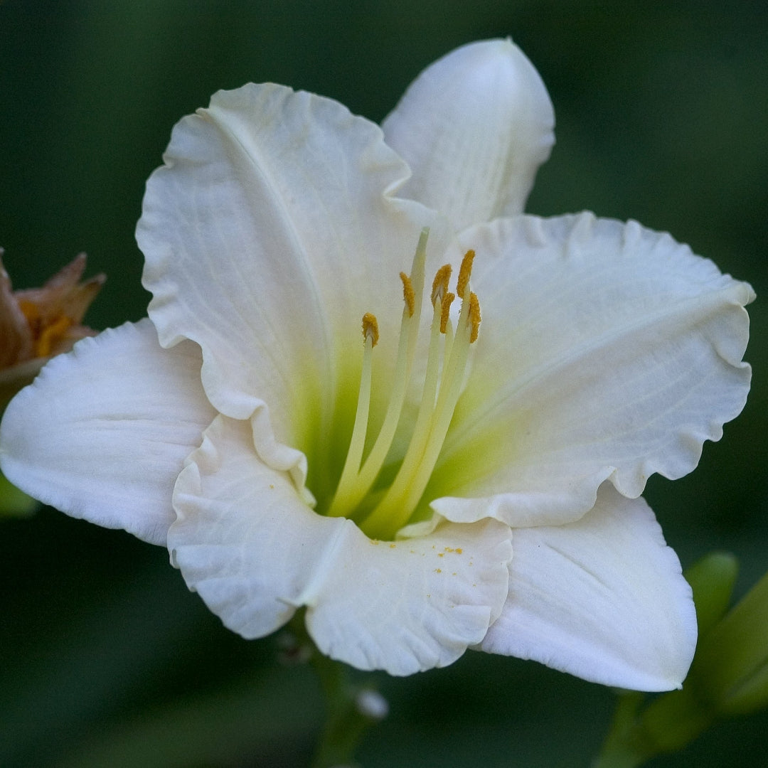 Lullaby Baby Daylily