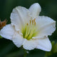 Lullaby Baby Daylily