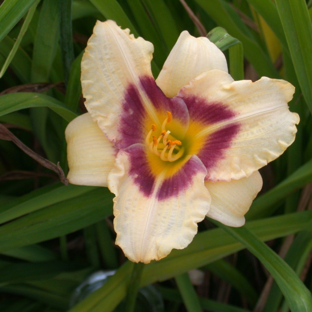 Lydia Katherine Daylily - Hertiage Collection