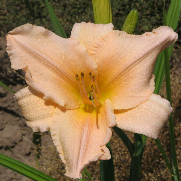 My Angel Daylily