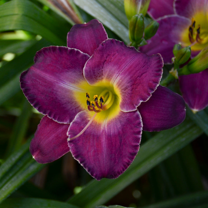 New Lavender Triumph Daylily