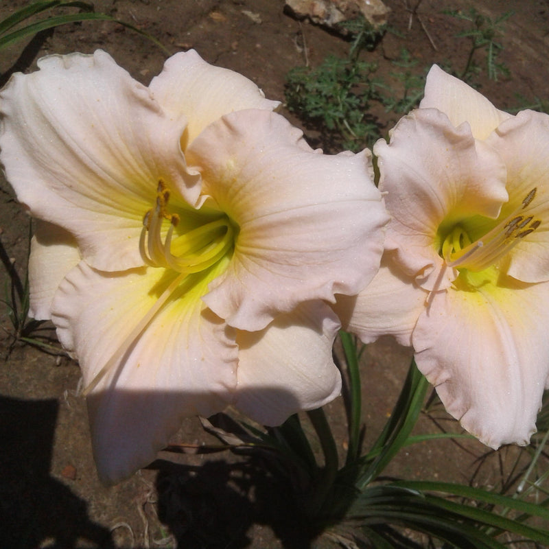 Pewter Pink Daylily