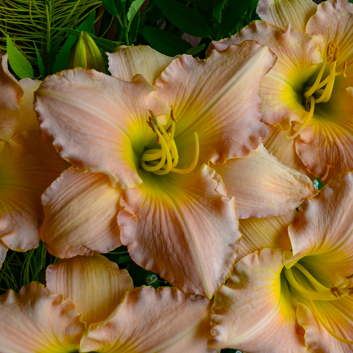 Pewter Pink Daylily