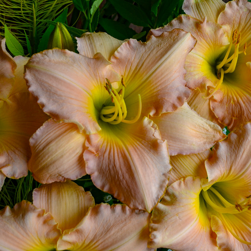 Pewter Pink Daylily