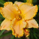 Precisely Peach Daylily