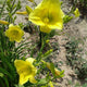 Puddin Daylily