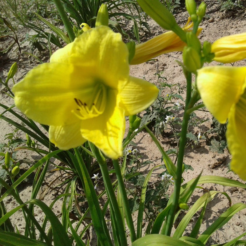 Puddin Daylily