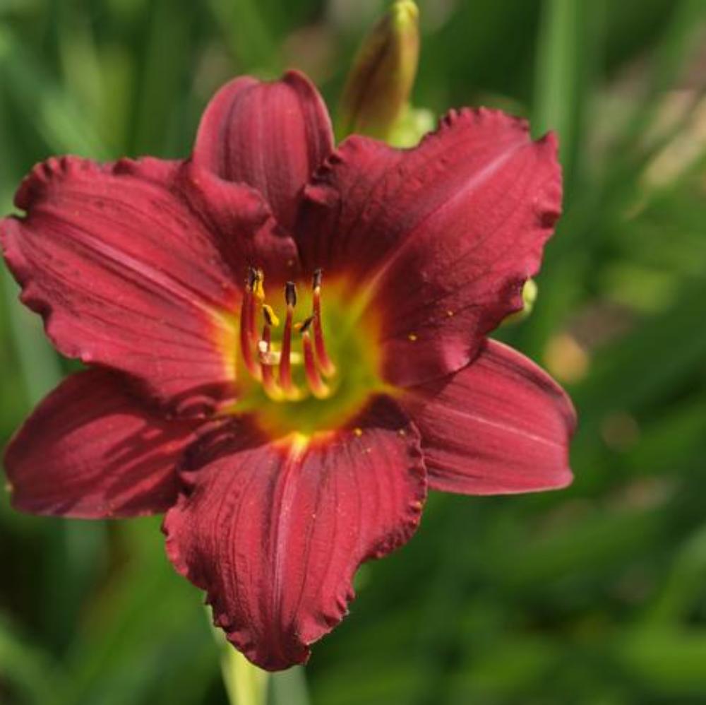 Ruby Stella Daylily