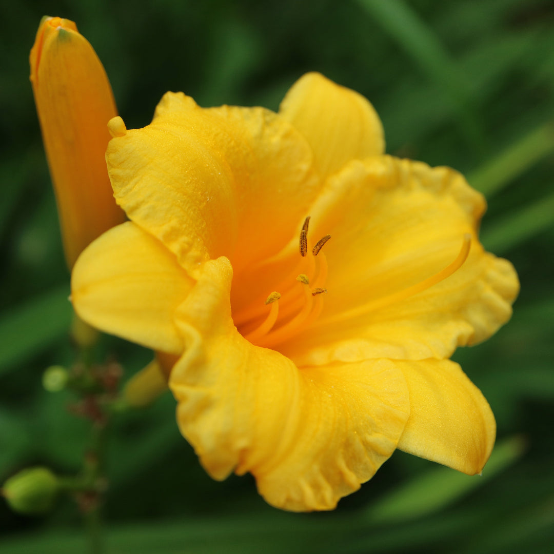 Stunning Stella de Oro Daylily Pack - 25 each