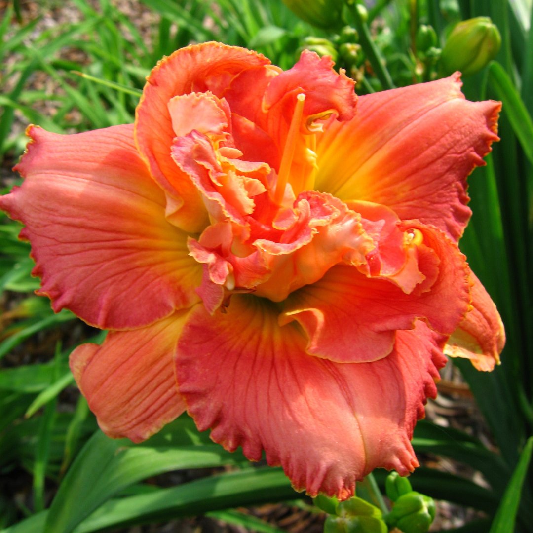 Vision of Love Daylily