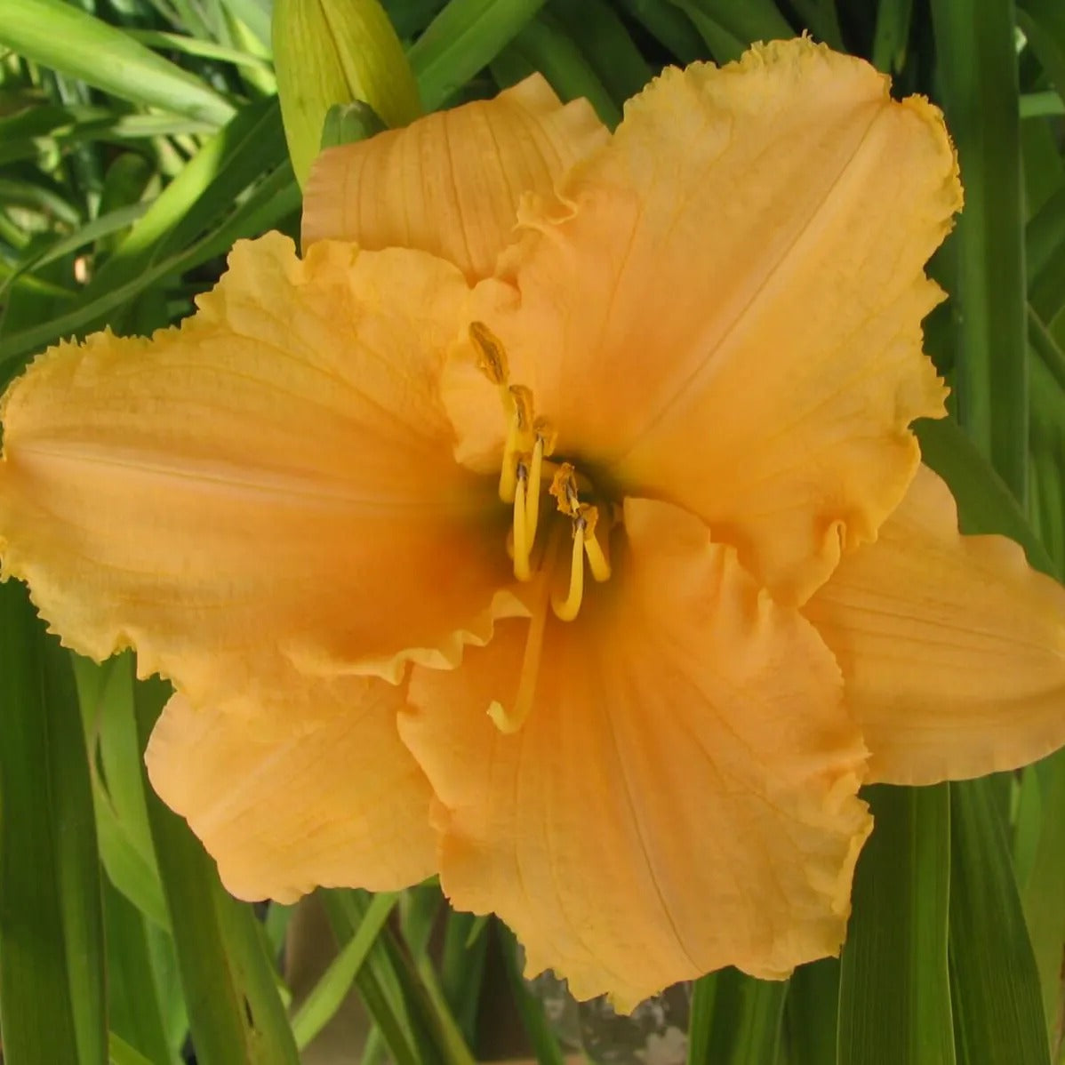 All Truth Daylily - Heritage Collection