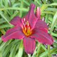 American Revolution Daylily - Heritage Collection