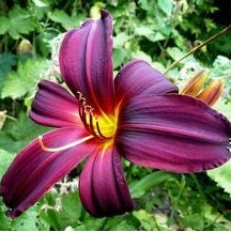 American Revolution Daylily - Heritage Collection