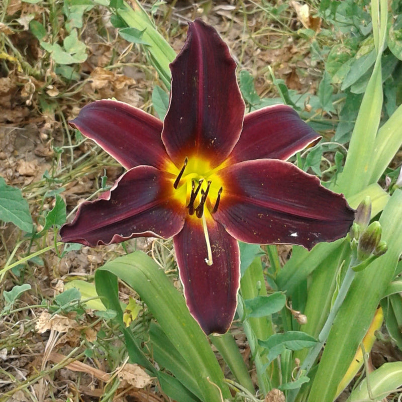 American Revolution Daylily - Heritage Collection