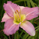 Angel Ashley Daylily - Heritage Collection