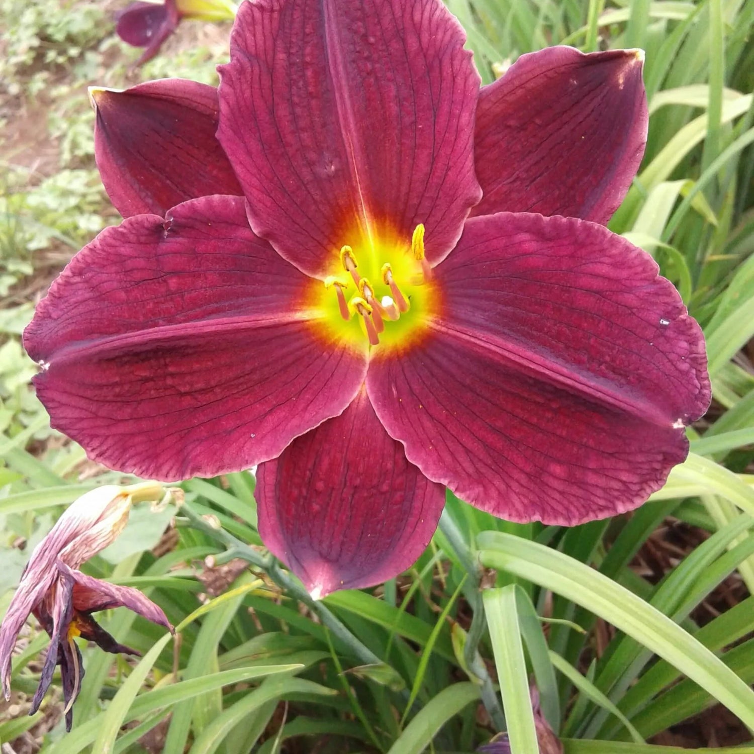 Antietam Daylily - Heritage Collection