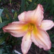 Antique Treasure Daylily - Heritage Collection