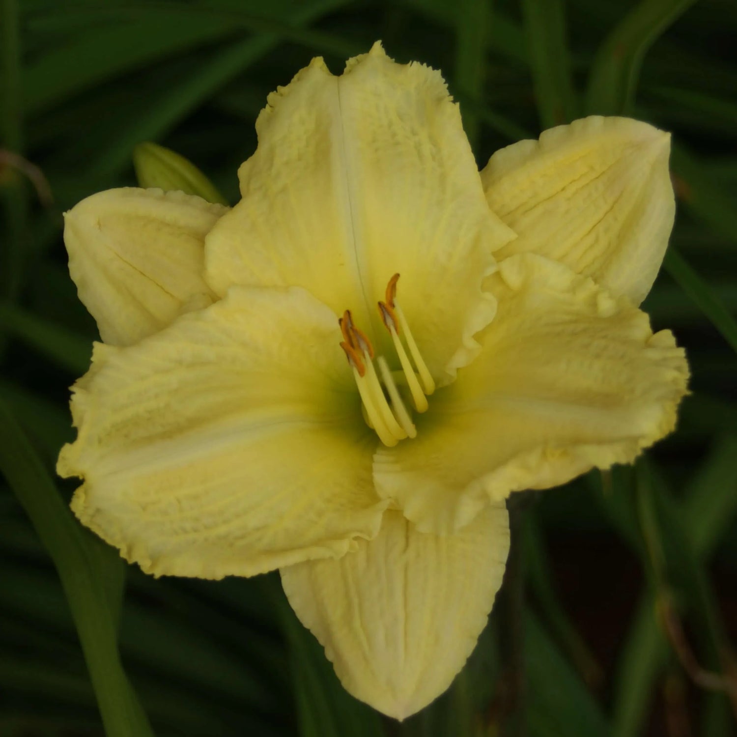 Apache Springs Daylily - Heritage Collection