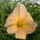 Bay Colony Daylily - Heritage Collection