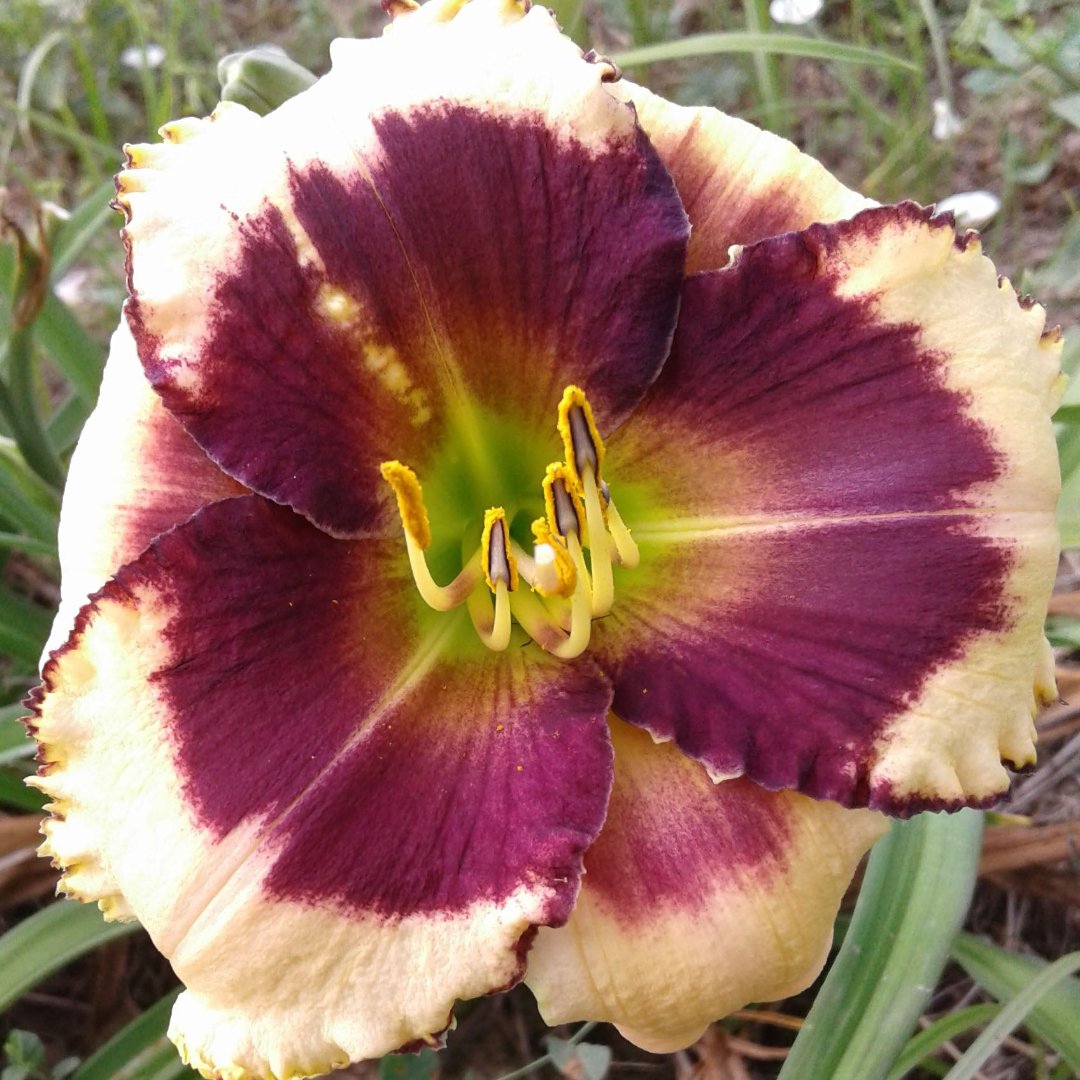 Blackthorne Daylily