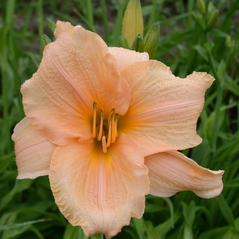 Bunny Puff Daylily - Heritage Collection