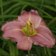 Cameo Princess Daylily - Heritage Collection