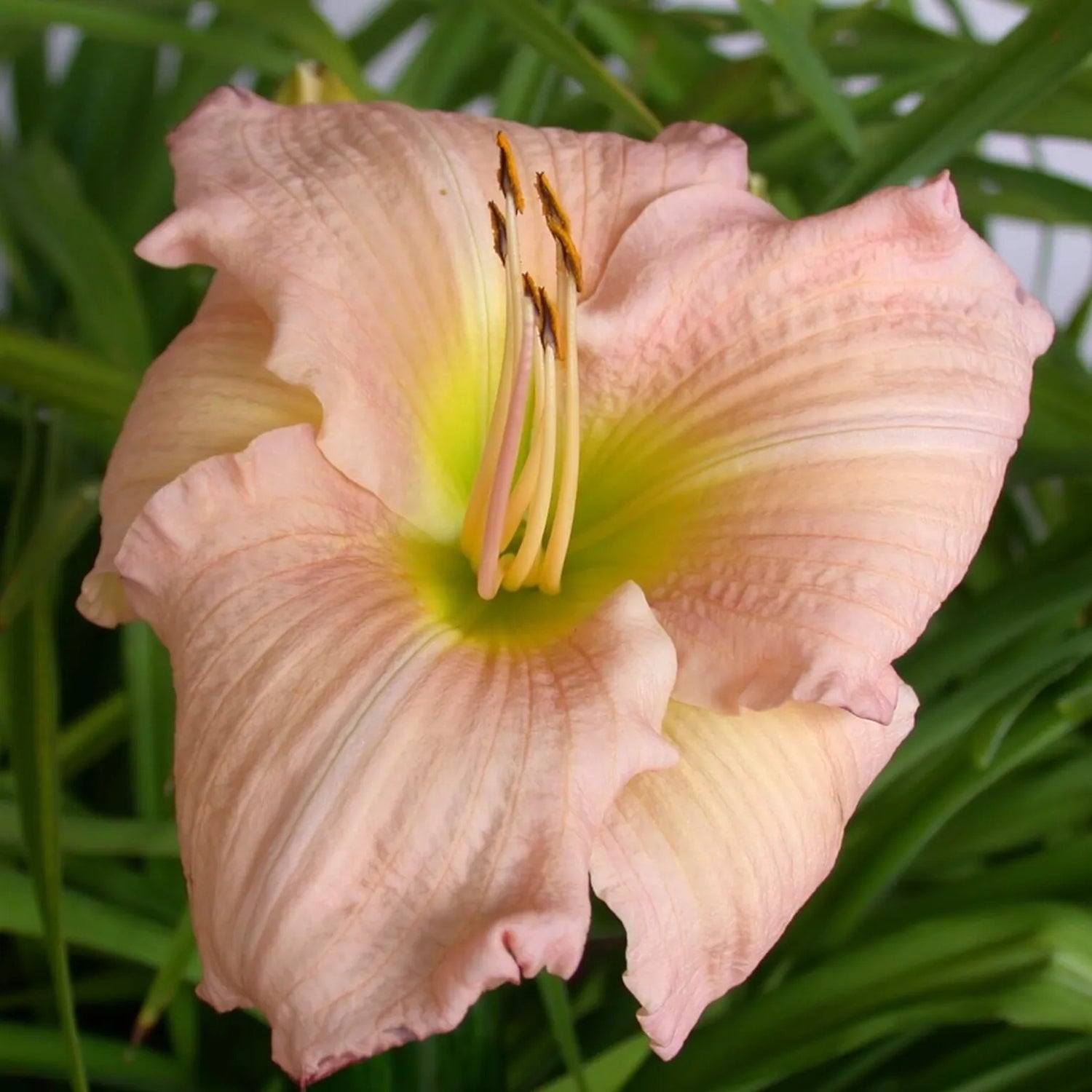 Caring Ways Daylily - Heritage Collection