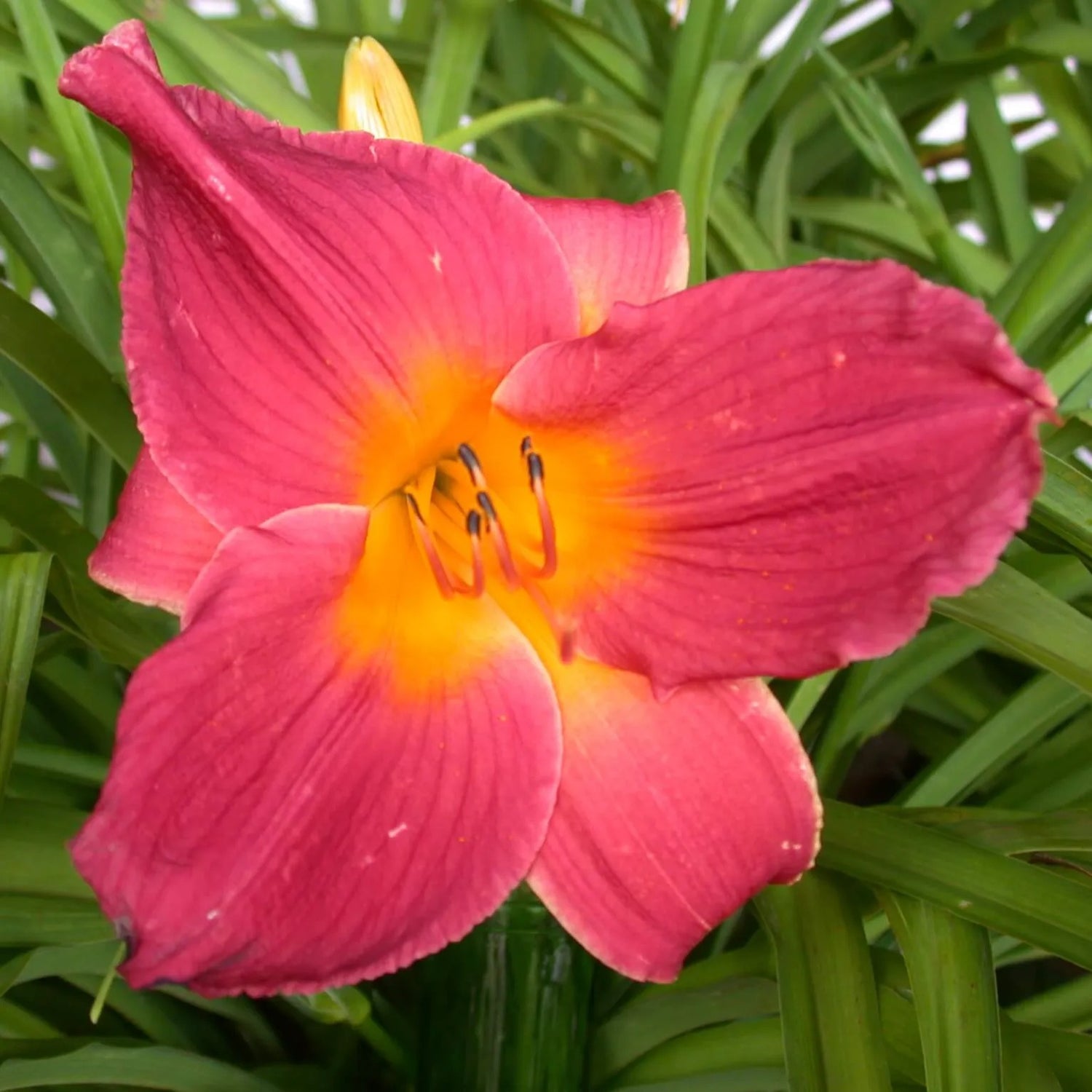 Christmas Showcase Daylily - Heritage Collection